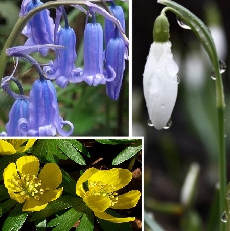 Wildflower Favourites In The Green Collection